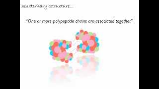 Levels of Polypeptide Protein Structure [upl. by Warfold944]