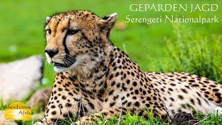 Geparden Jagd im Serengeti Nationalpark Tansania [upl. by Farmer]