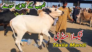 Taxila Mandi Latest Update 17 November 2023  Domail Mandi K Fatehjangi Bulls [upl. by Ellingston573]