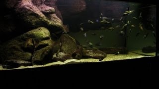 Tanganyika Tropheus tank 102012 HD [upl. by Anatnom]