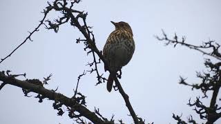 Song Thrush singing in December sound only [upl. by Philbrook]