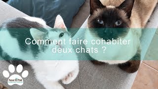 Comment faire cohabiter deux chats   Assur OPoil [upl. by Backer]