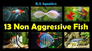 13 Non Aggressive Fish for Fish Tank  13 Non Aggressive Fish [upl. by Acquah448]