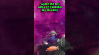 How To Treat External Fish Parasites  Potassium Permanganate shorts cichlid aquarium fish [upl. by Htaeh226]