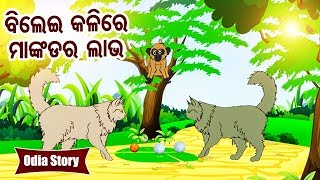 Bilei Kalire Mankadara Labha ବିଲେଇ କଳିରେ ମାଙ୍କଡ ଲାଭ Odia Moral Stories  Sidharth TV [upl. by Shieh]