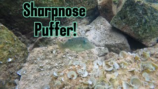 Swimming with Sharpnose puffer [upl. by Penelopa576]