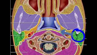 SUPRAHYOID NECK SPACES [upl. by Gillie315]