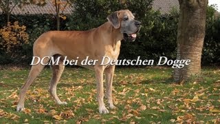 DCM bei der Deutschen Dogge [upl. by Ber]