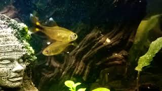 Silvertip tetra Hasemania nana [upl. by Novehc632]