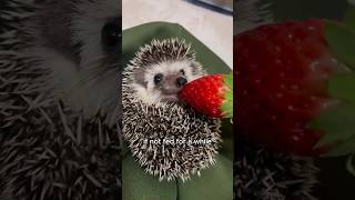 Falling hedgehogs bring unexpected surprises animals love shorts [upl. by Neleag]