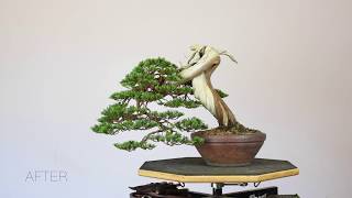 Sabina Juniper Bonsai TimeLapse [upl. by Dougall]