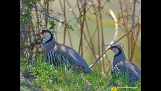 Rock partridge Alectoris graeca Πετροπέρδικα [upl. by Brecher316]