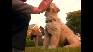 9 week Labradoodle puppy dog Training and Tricks [upl. by Nenerb424]