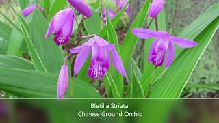 Repotting My Bletilla Striata Chinese Ground Orchid [upl. by Sayers71]