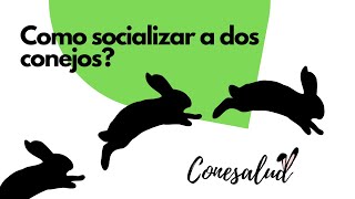 Como socializar a dos conejos [upl. by Britte]