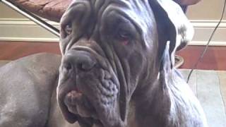 Neapolitan Mastiff Pleasantly Surprised [upl. by Narahs]