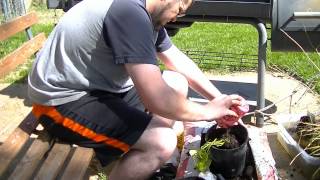 Potting Plants for the Koi Pond [upl. by Yenettirb]