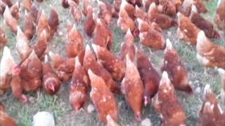 Poultry Farming in Ethiopia [upl. by Laamak]