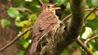 Song Thrush Bird Singing May [upl. by Luann]