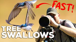 Capturing the Mesmerizing Aerial Acrobatics of Tree Swallows on Camera [upl. by Asuncion]