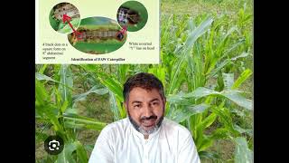 Control of fall Armyworm in maize crop Identification and damageuniversal crop advisor [upl. by Ahtnahc718]