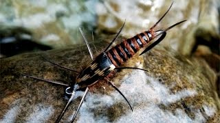 Stonefly nymph fly tying instructions by Ruben Martin [upl. by Gerry906]