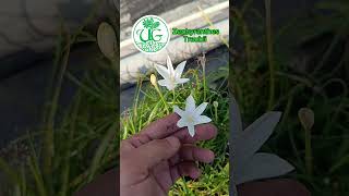 Zephyranthes Traubii [upl. by Mashe218]