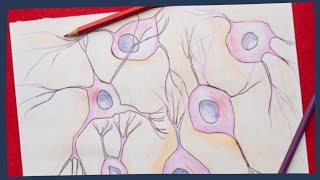 Nervous tissue the basics  Biology tutorial [upl. by Riem]