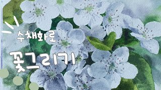 배꽃pear blossom 수채화로 그리기 [upl. by Nnilsia]