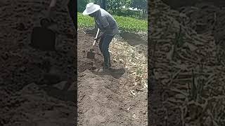 CBC Agriculture grade 4Preparation of a seedbed for crops with tiny seeds [upl. by Kalila]