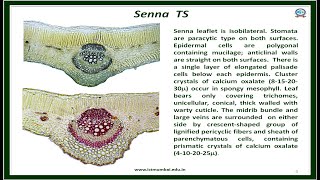 Senna leaf Microscopy Slideshow K S Laddha  ICT [upl. by Eneloc308]