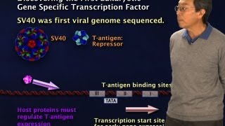 Gene Regulation and the Operon [upl. by Haile]