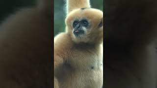 Impressive Brachiating Skills of Gibbons  Swing Through Trees at 35 MPH [upl. by Aneleve791]