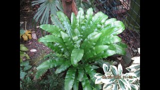 Tropical looking Hartstongue Fern for Northern gardens [upl. by Bat844]