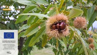 Agrinet  La castanicoltura moderna tra recupero della tradizione e innovazione in campo [upl. by Trometer]