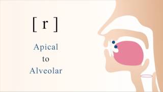 r  voiced apical alveolar trill [upl. by Neenaej937]