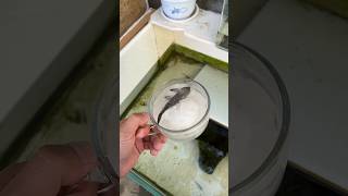 Girl Revives Dead Fish shortsvideo [upl. by Stander646]