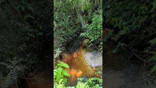 Listen to Sweetwater Creek Gurgling amp Amber Glow in Sunshine at Sweetwater Park Oviedo Florida [upl. by Eneleahs]