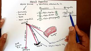 Styloid Apparatus ✍️ By Ahmed Belhaj [upl. by Eralc896]