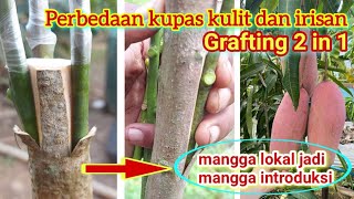 CARA TOPWORKING POHON MANGGA iris dan kupas kulit apa bedanya [upl. by Eidnahs]