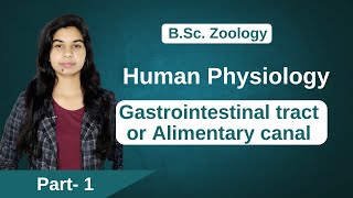 Human Physiology  Gastrointestinal tract or Alimentary canal  B Sc amp M Sc [upl. by Armil]