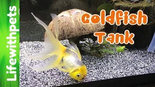 How to Set up a Goldfish tank [upl. by Nee117]