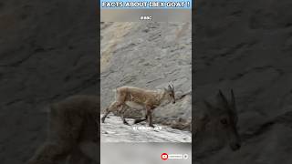 Fact About IBEX goat youtubeshorts shortfeed subscribe shorts viral douknow facts animals [upl. by Idrahs]