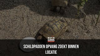 SCHILDPADDEN OPVANG ZOEKT BINNEN LOCATIE [upl. by Dnomde]