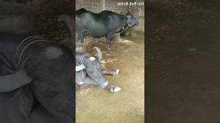 shorts 🐂15kg milk बालाजी डेयरी फार्म। nanor trending dairyfarm india [upl. by Medin]