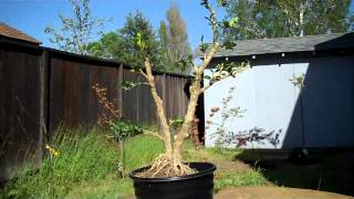 How to create a Boxwood Bonsai Part 2 Final Pruning and potting [upl. by Ireland]