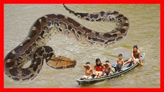 Serpientes Gigantes  Las Serpientes Más Grandes Del Mundo  Anaconda Gigante 4  HD 2017 [upl. by Yzmar372]