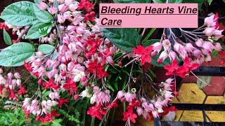 Bleeding hearts plant care Clerodendrum HOMESCAPES [upl. by Lustig868]