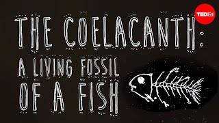 The coelacanth A living fossil of a fish  Erin Eastwood [upl. by Salema]