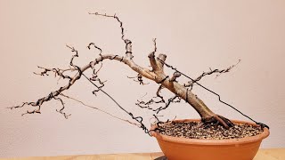 Bonsai Parrotia Persica Vanessa [upl. by Tireb]